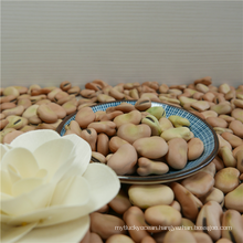 China Manufacturer wholesale big size dry broad bean faba bean fava bean
